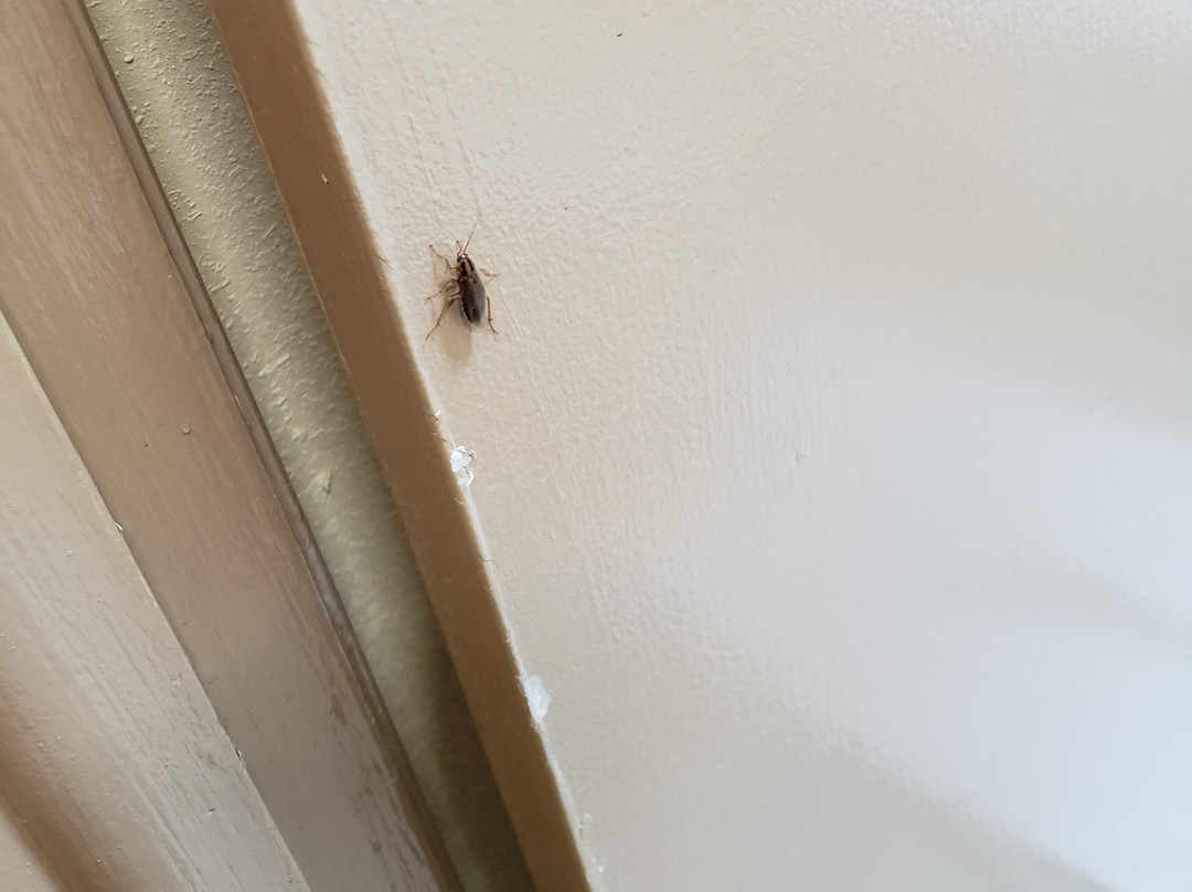 Days Inn by Wyndham Byron主图