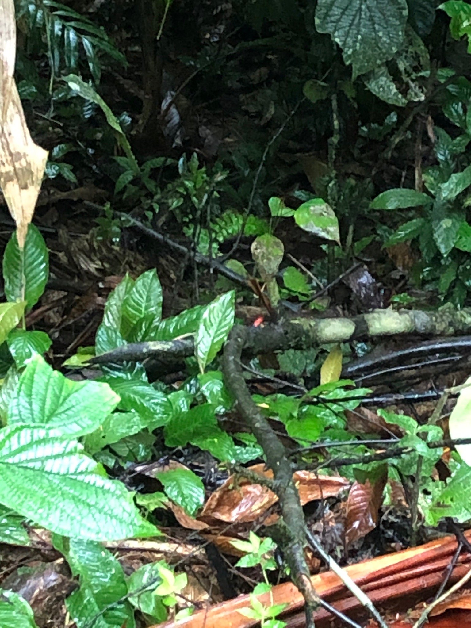 La Selva Biological Station-官方