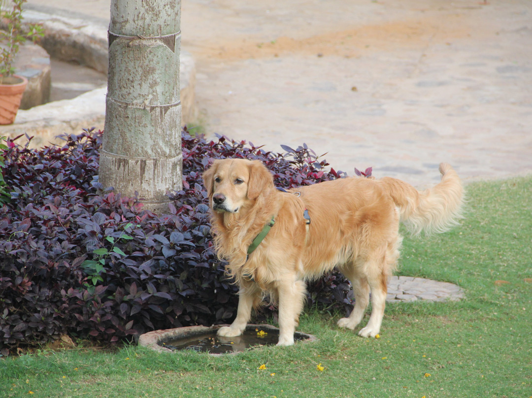 Neemrana's - Tijara Fort Palace主图