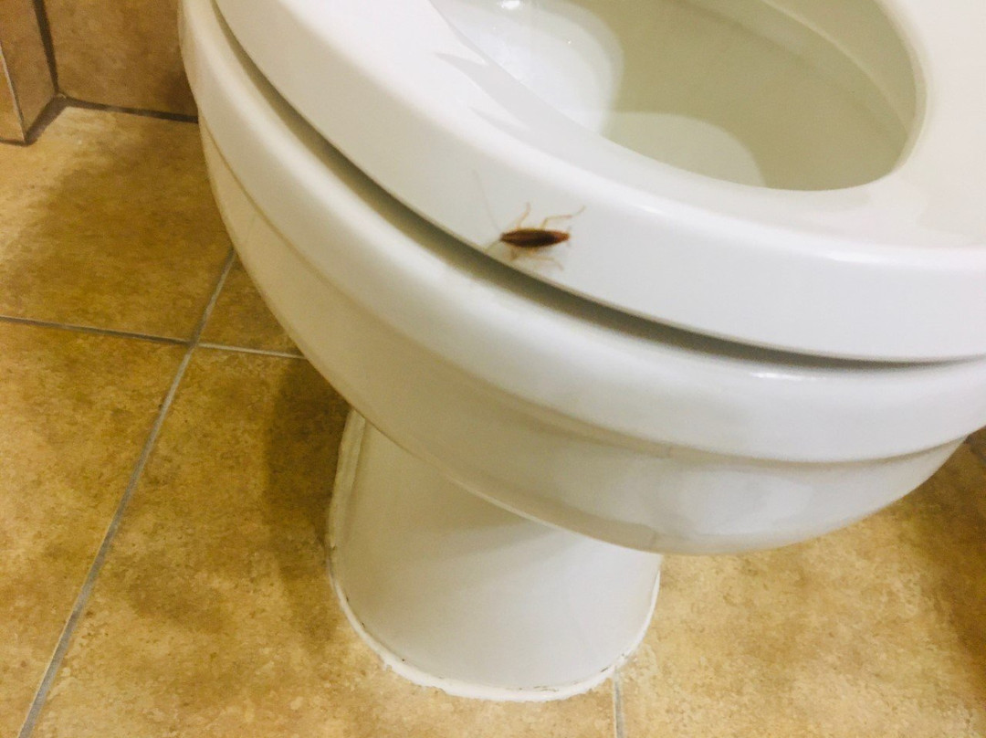 Best Western Plus Portland主图