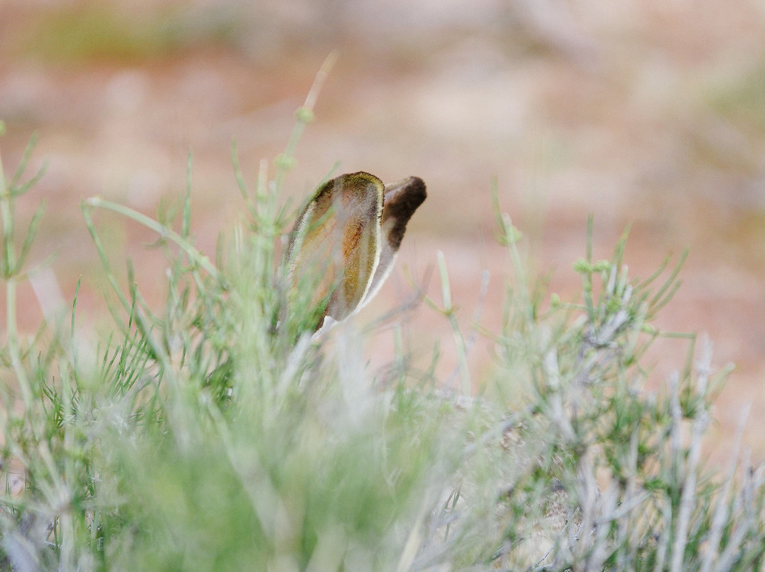 Mojave National Preserve-巴斯托必去景点