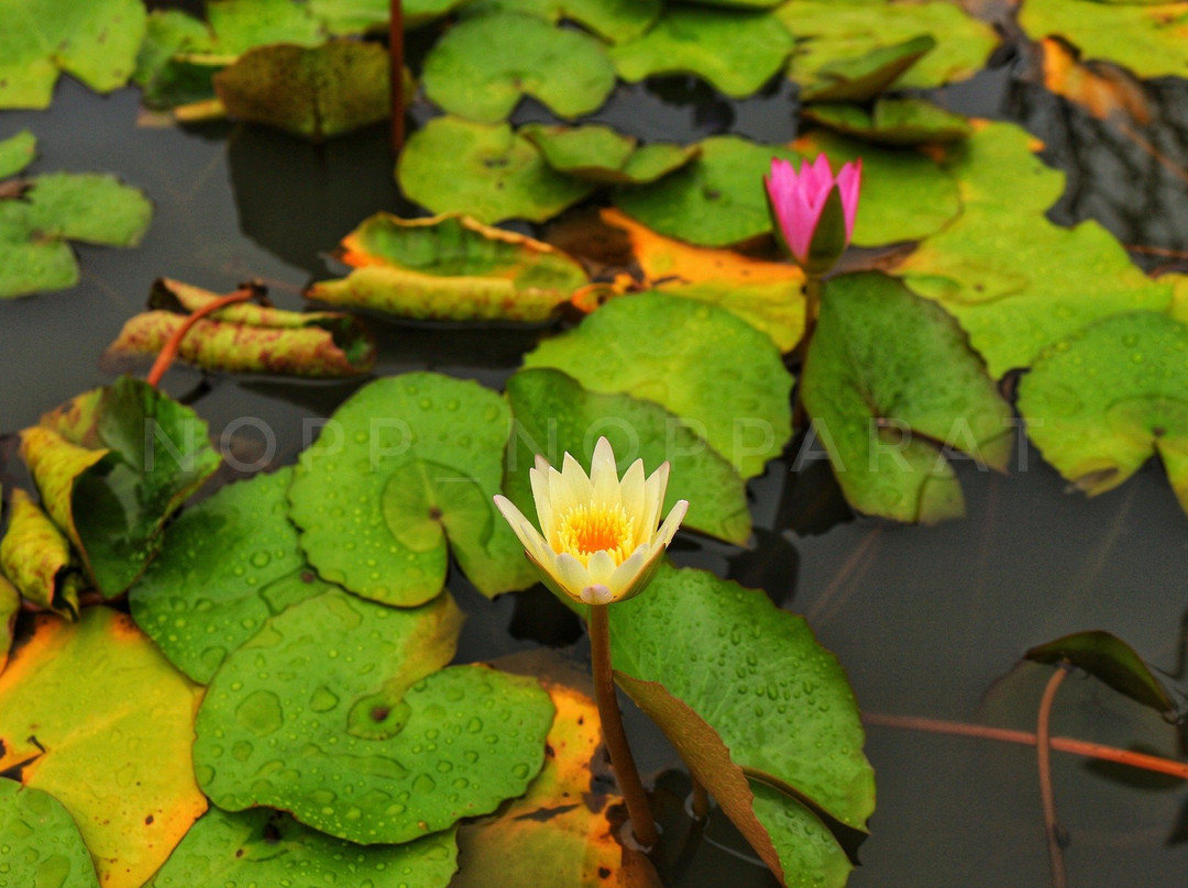 Wangpamek-旺威社必去景点