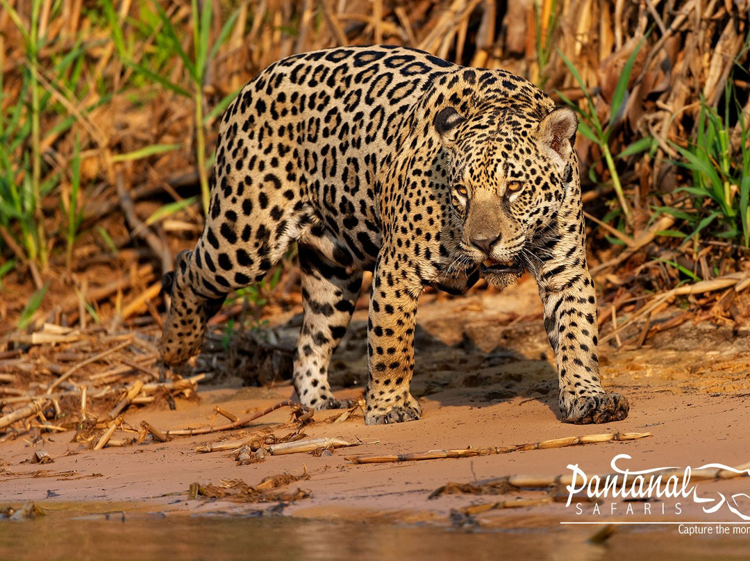 Pantanal Safaris景点图片