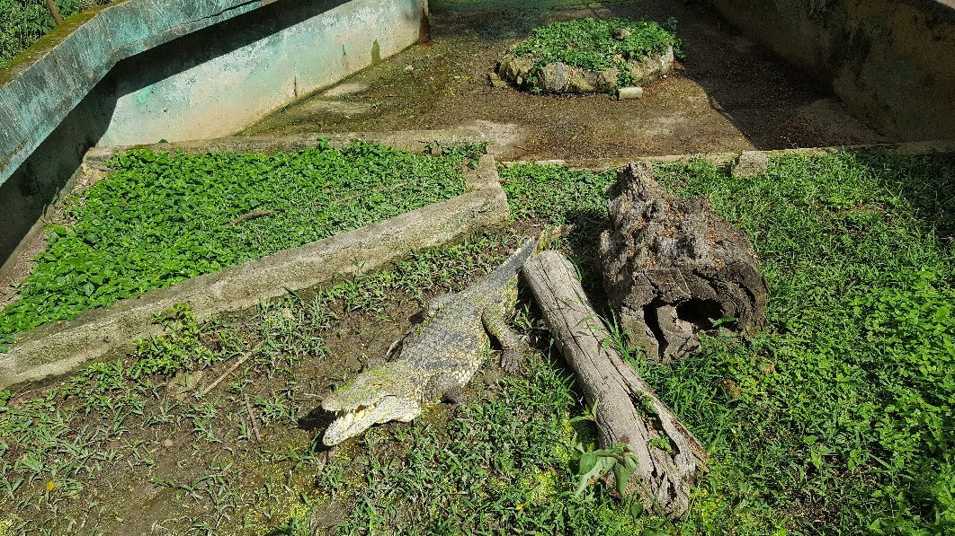 Kumasi Zoo景点图片