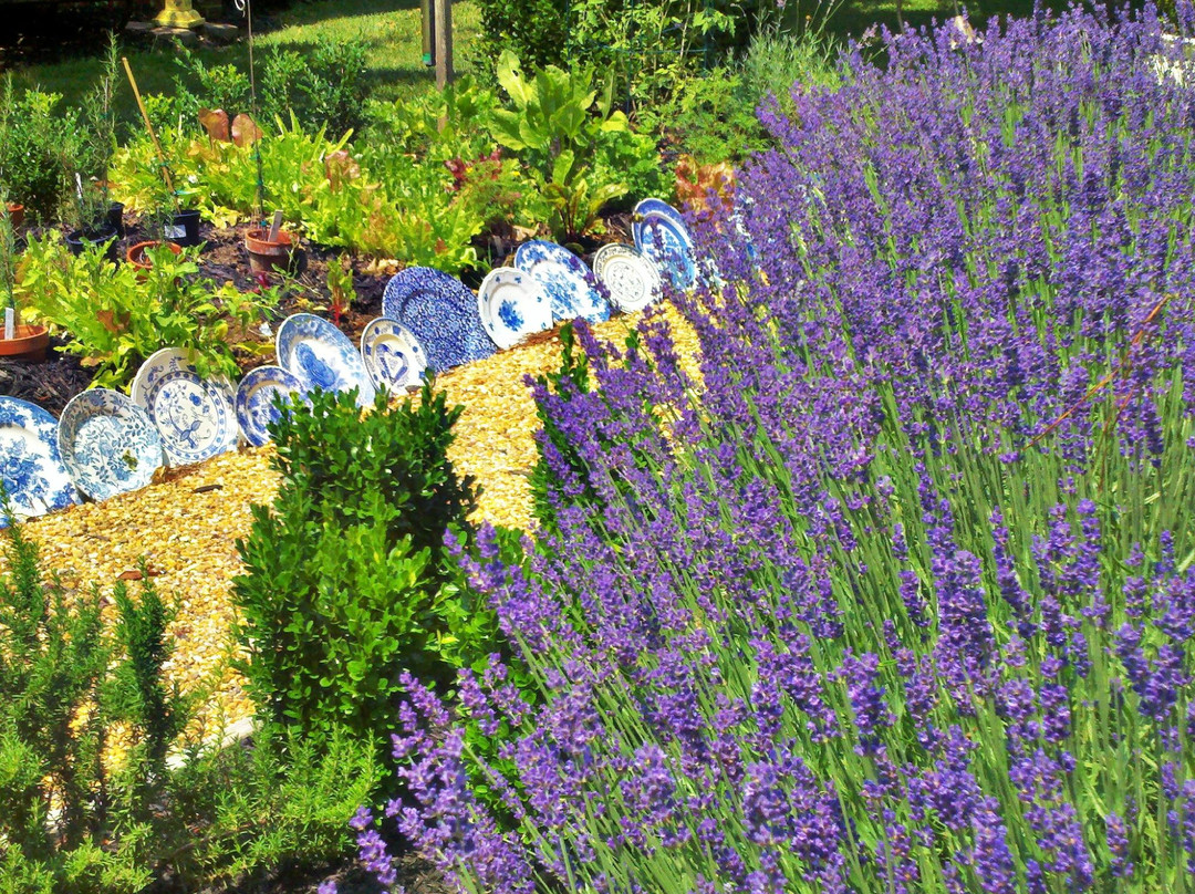 Blooming Hill Lavender Farm景点图片