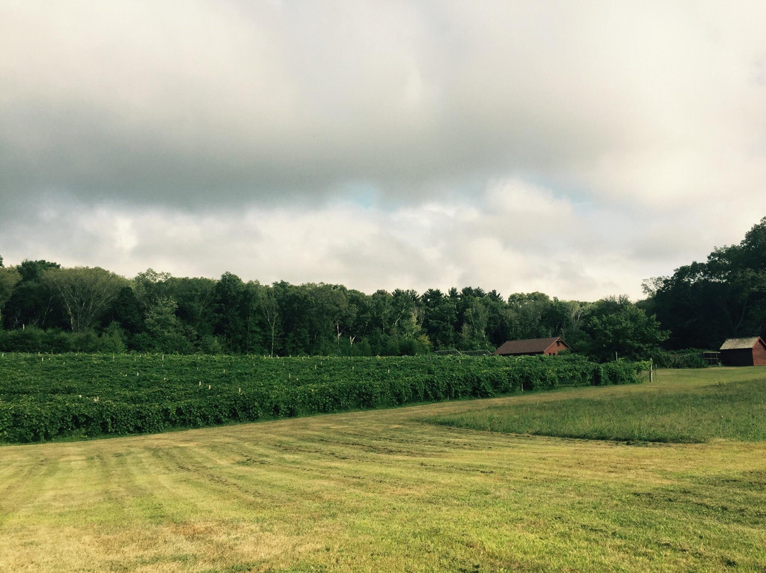 Johnston旅游景点-Verde Vineyards