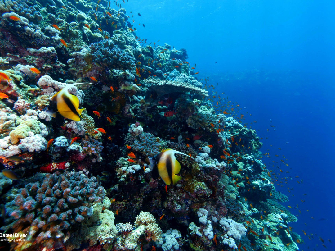 Bateel Diver-达曼必去景点