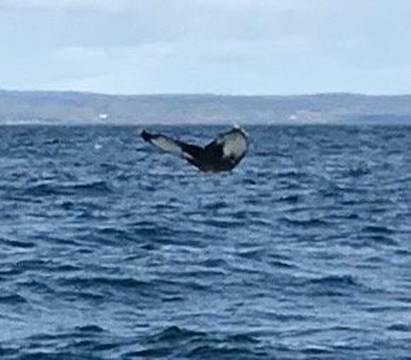 Croisières Neptune-Les Escoumins必去景点