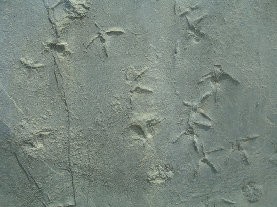 Empreintes des Pattes des Oiseaux Marins-La Robine-sur-Galabre必去景点