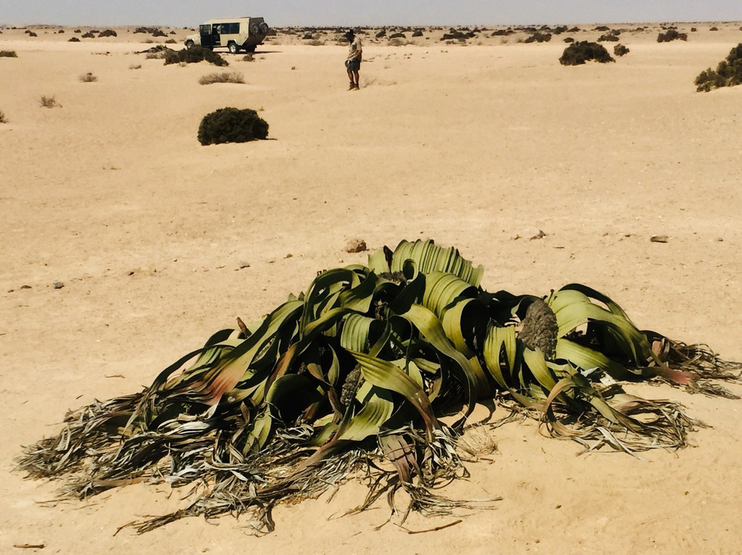 Welwitschia Plains景点图片