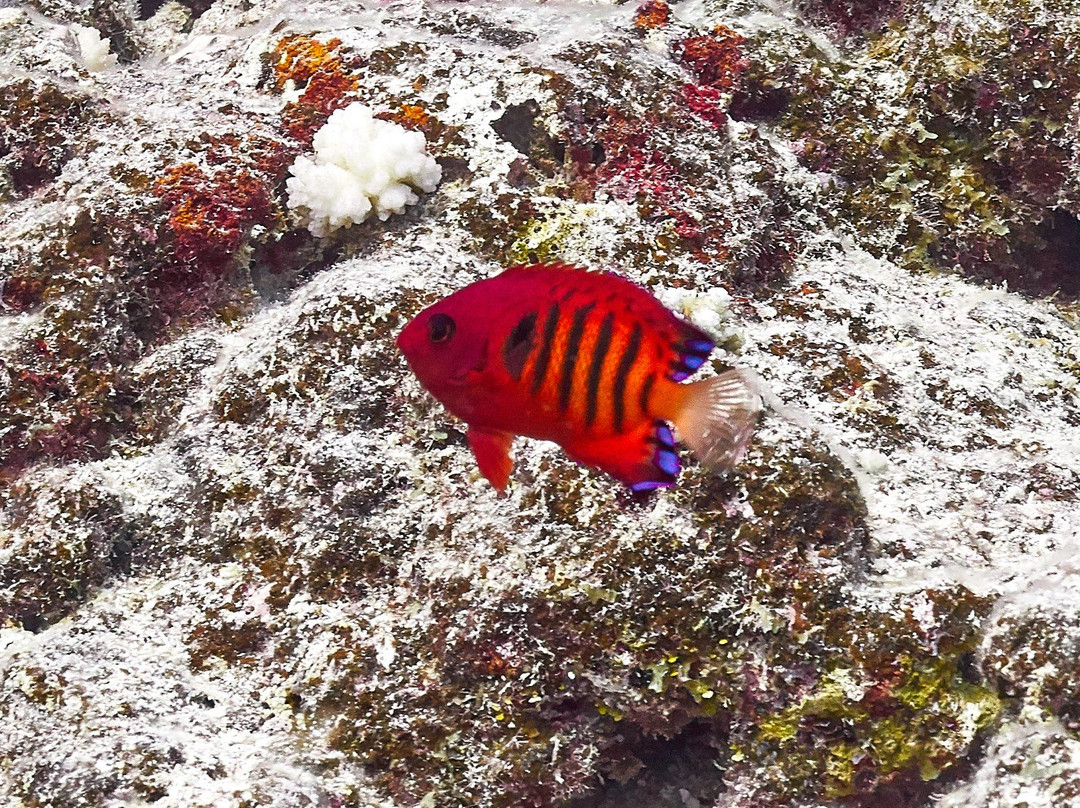 Top Dive, Bora Bora景点图片