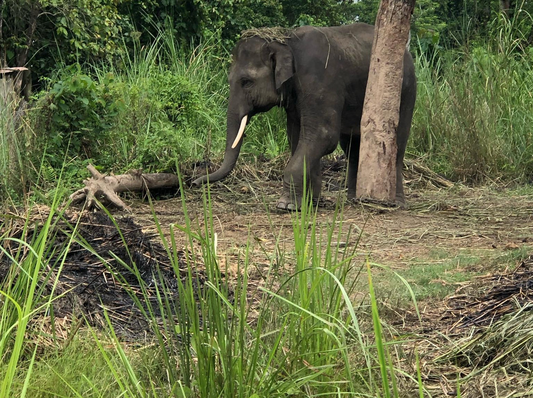 Jungle safari tours景点图片