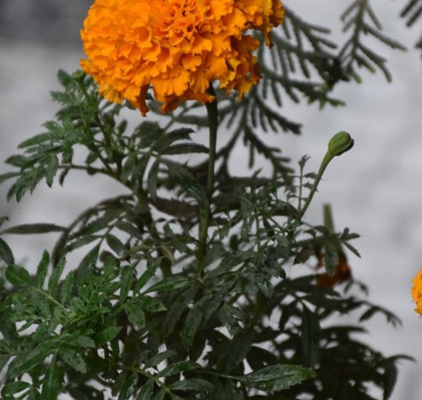 Oasis Kathmandu Hotel主图