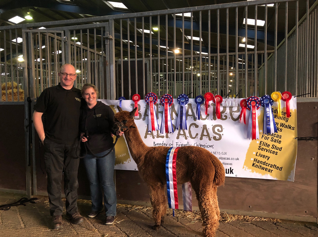 Barnacre Alpacas景点图片