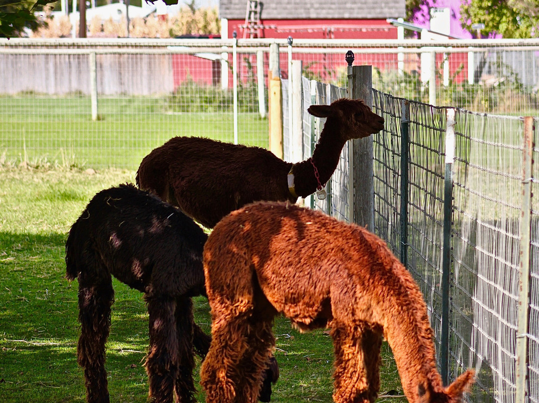 Sandollar Farms Alpacas & Pyrs景点图片