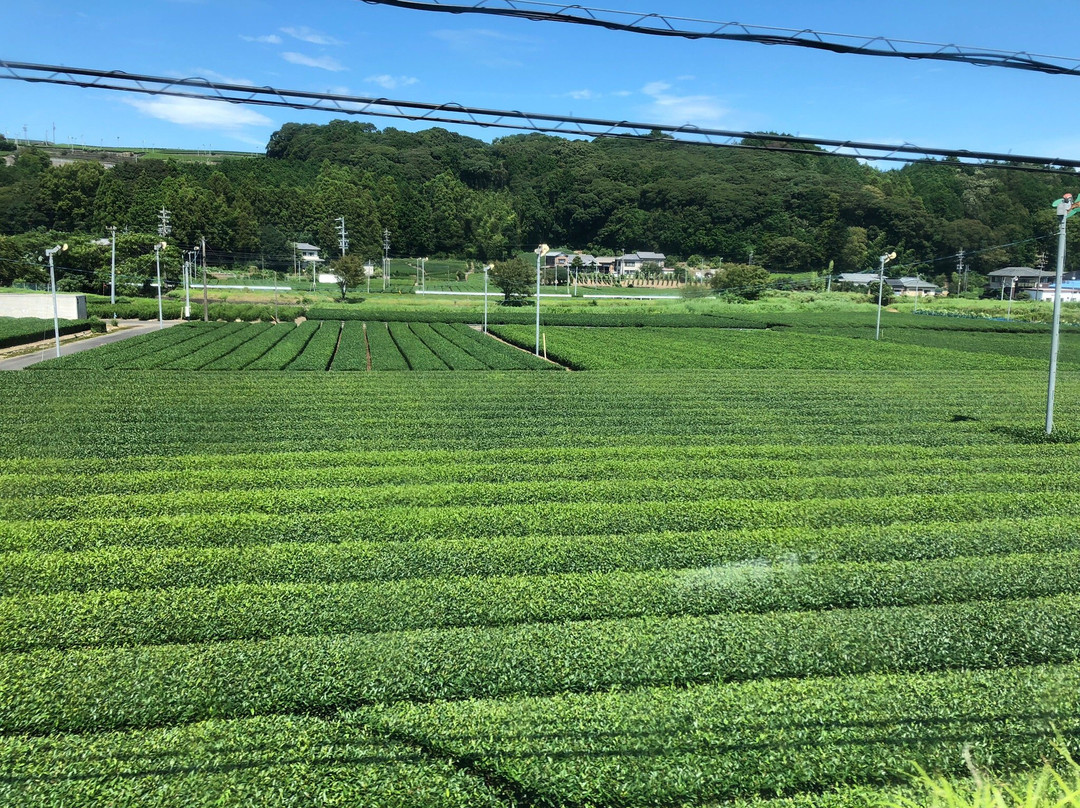 Makinoharadaichi-牧之原市必去景点