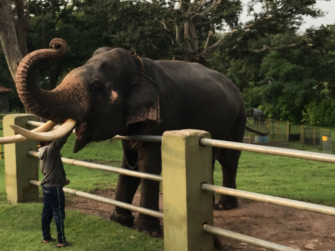 Theppakadu Elephant Camp景点图片