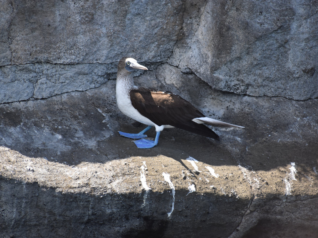 Isla Daphne Mayor-加拉帕戈斯群岛必去景点