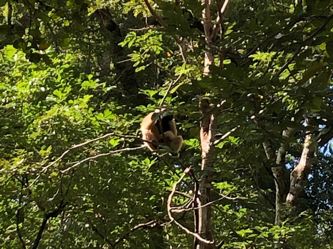 BeTreed Adventures景点图片