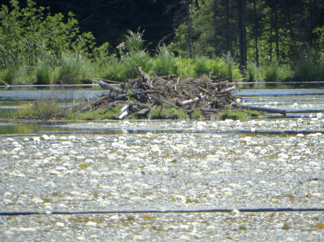 Beaver Pond Trail-阿冈昆公园必去景点