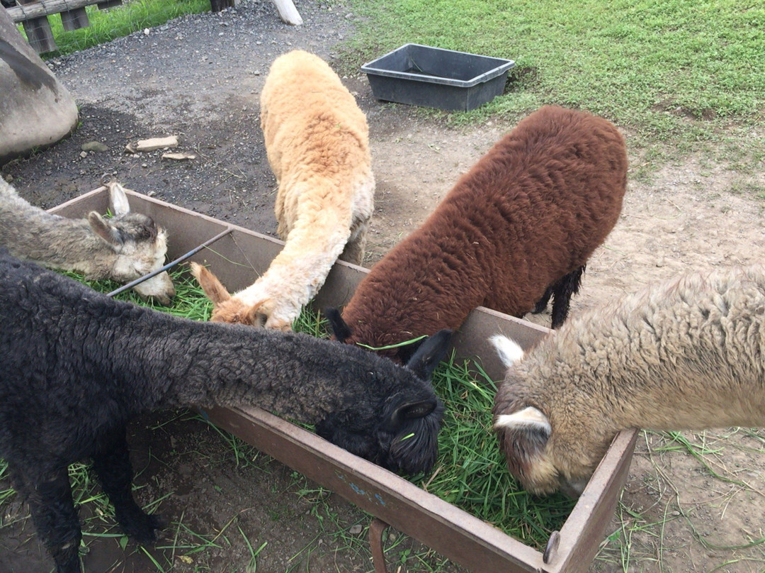 Viva Alpaca Farm-剑渊町必去景点