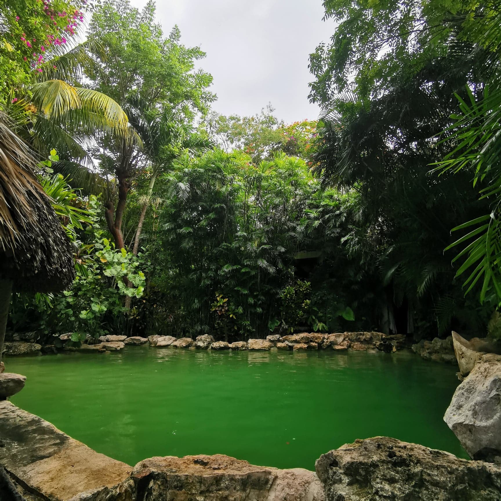 Genesis Eco Oasis-泳池
