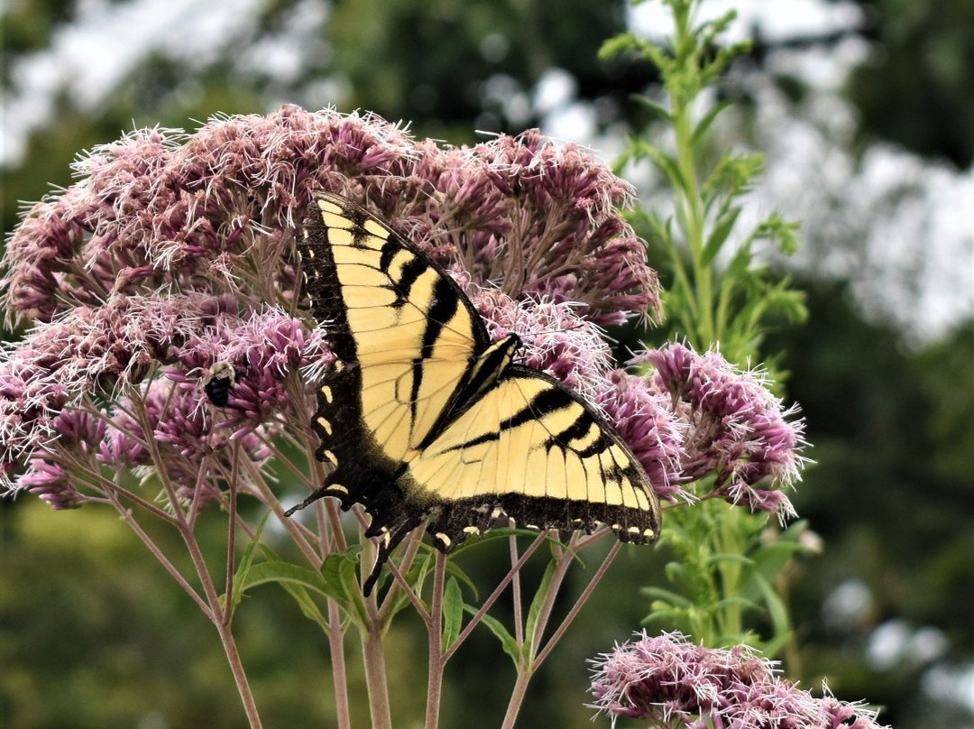 Pope Farm Conservency-Middleton必去景点