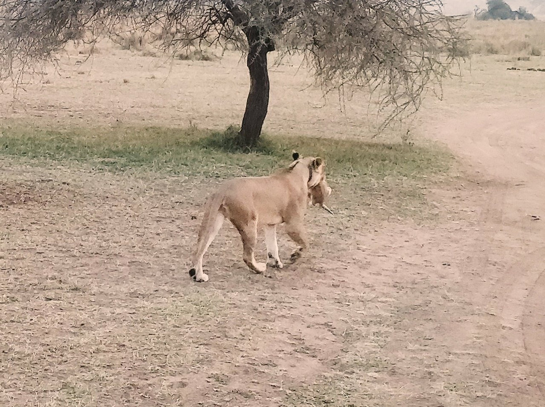 Feline Safaris-阿鲁沙必去景点