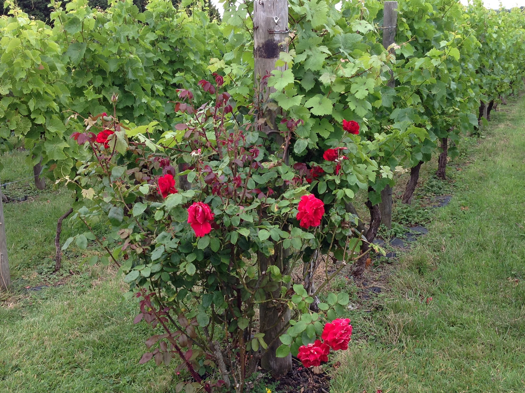 Glyndwr Vineyard主图