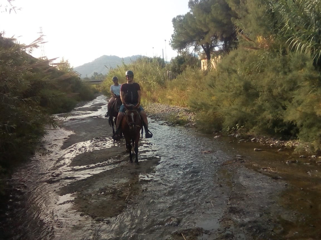 Sunshine Adventure Horses Power景点图片