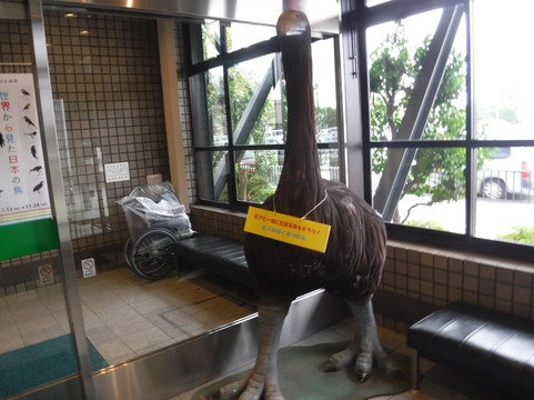 Abiko city Museum of Birds-我孙子市必去景点