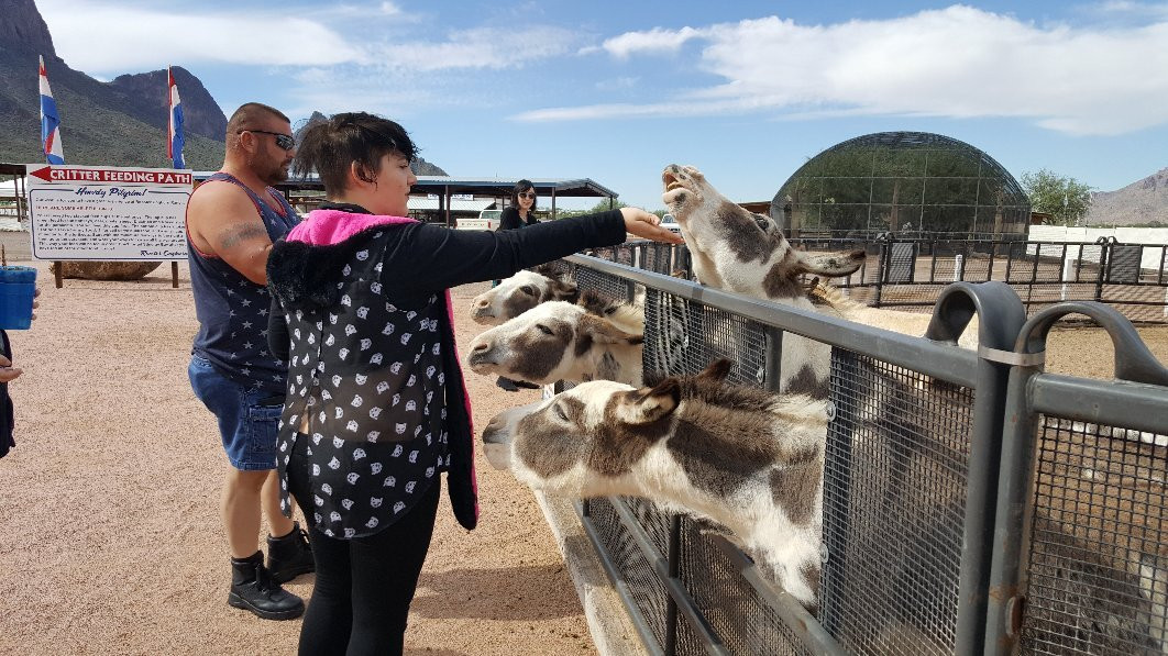 Rooster Cogburn Ostrich Ranch-Eloy必去景点