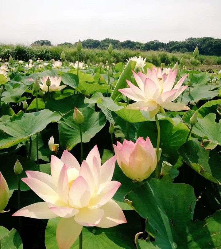 Karako Marsh Park Lotus Pond景点图片