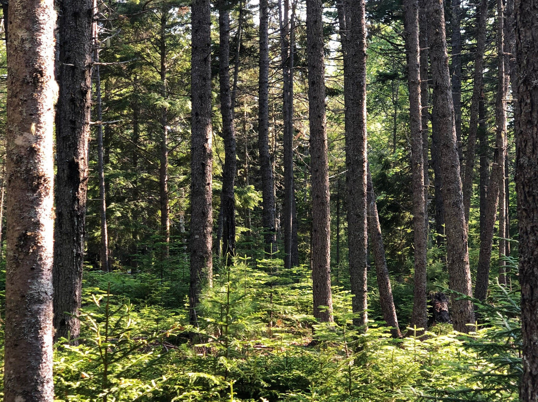 Amherst Shore Provincial Park-Northport必去景点