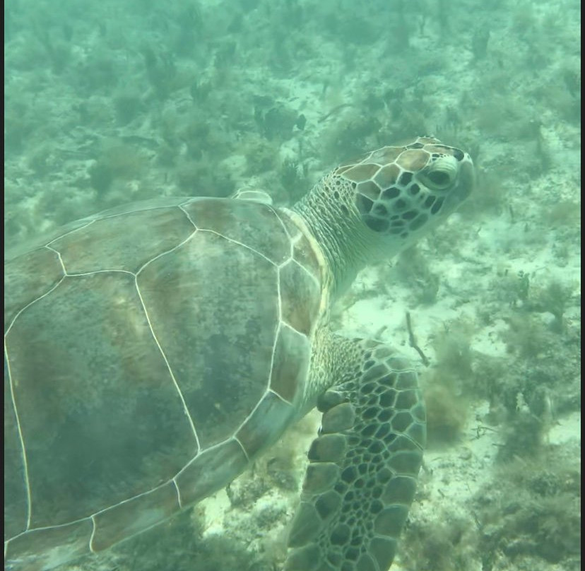 Somerset Long Bay Beach-百慕大必去景点