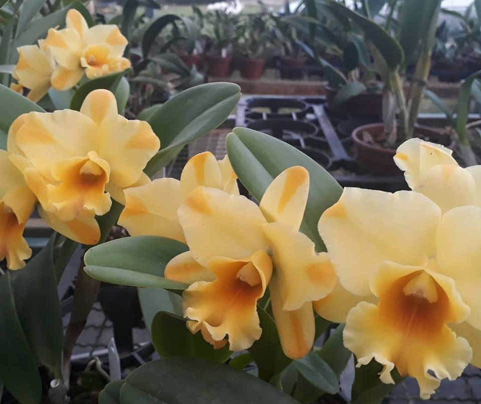 Fábrica de Orquídeas-Paty do Alferes必去景点