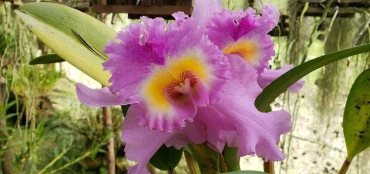 Estalagem Fazenda Lazer主图