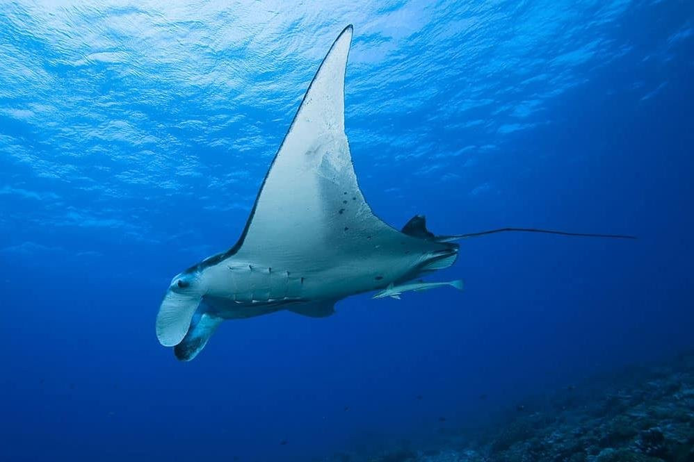 Marquises Diving Hiva Oa