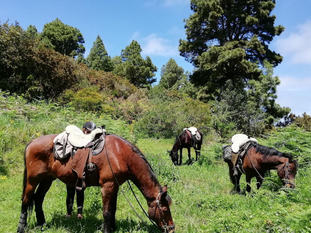 Finca Estrella - Ausritte und Wanderreiten im Norden von Teneriffa景点图片