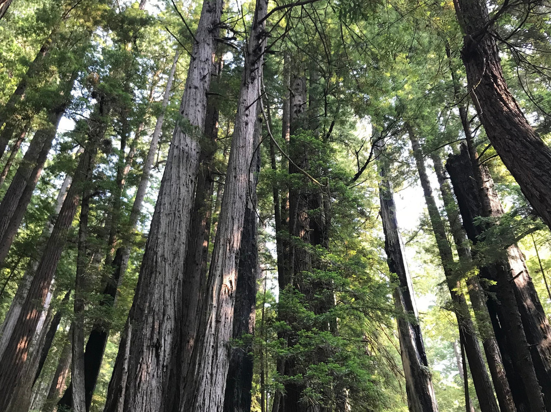 Prairie Creek - Foothill Trail Loop景点图片