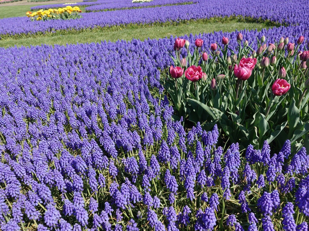 Kamiyubetsu Tulip Park-涌别町必去景点