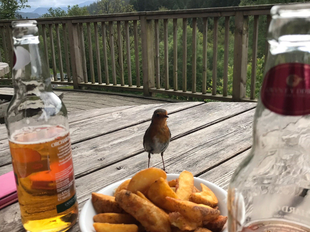 Coed y Brenin Visitor Centre景点图片