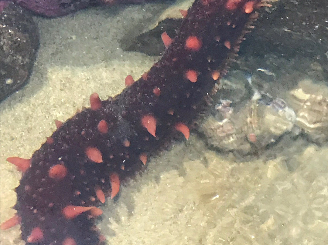 Port Townsend Marine Science Center-汤森港必去景点