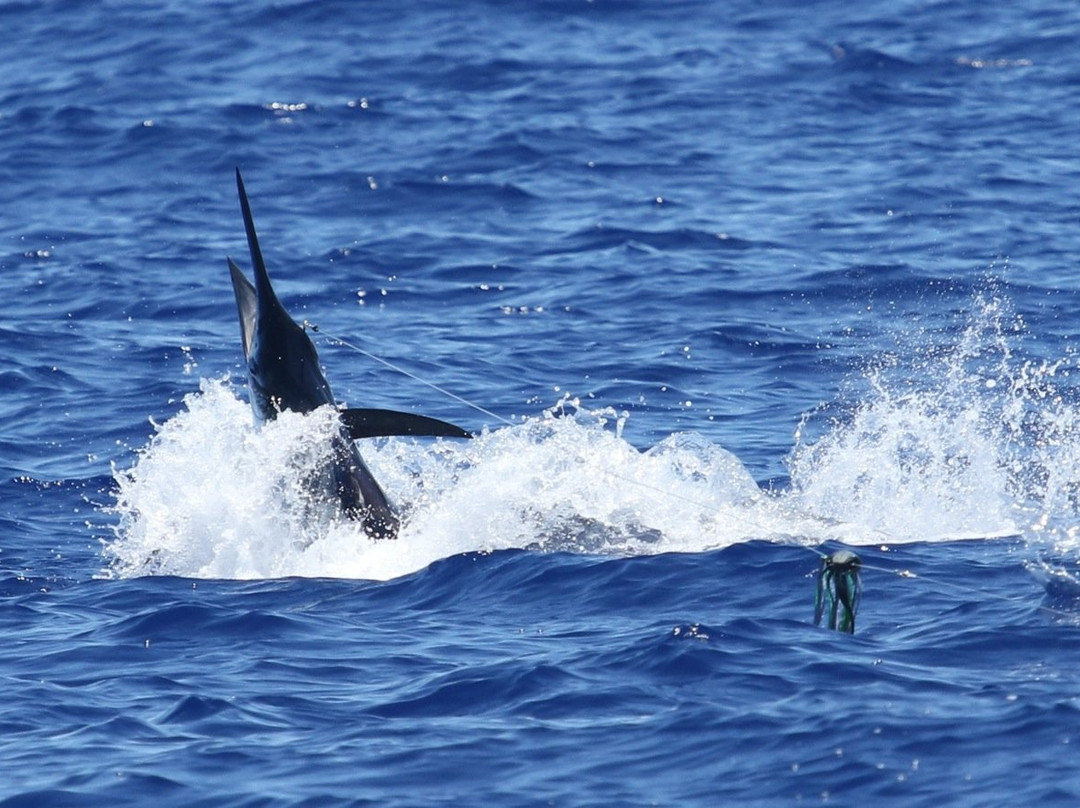 Marlin Magic Sport Fishing-凯鲁瓦-柯纳必去景点