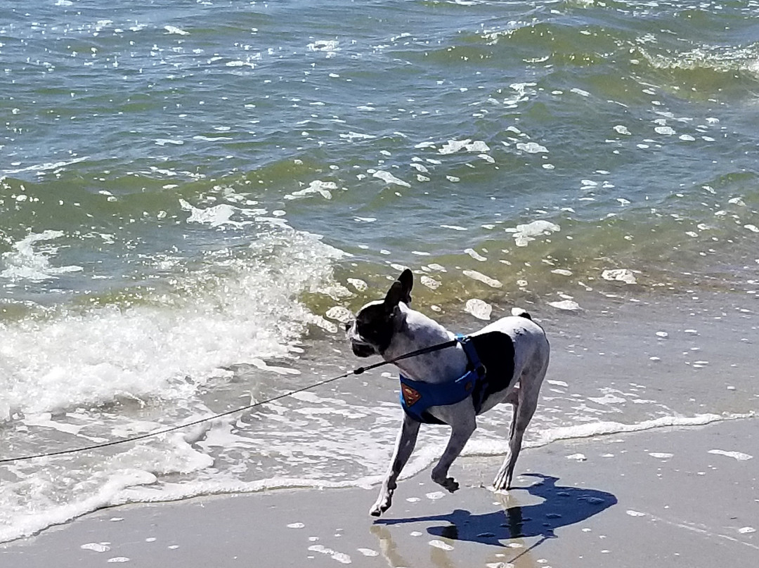 Freeman Park-卡罗来纳比奇必去景点