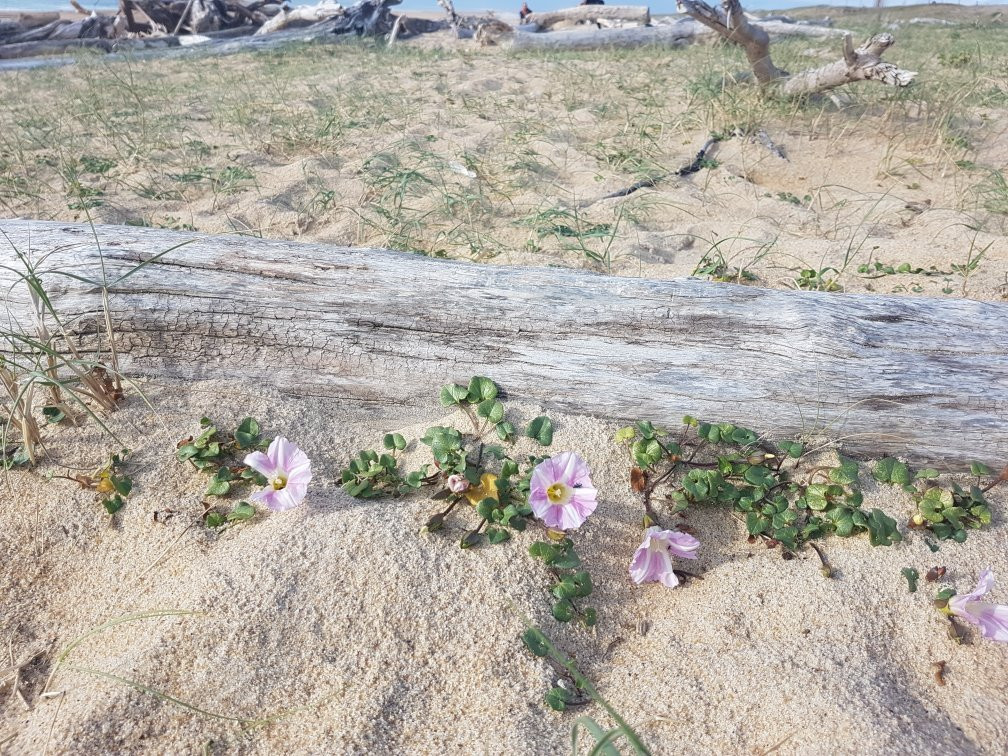 Beach of Tarnos-Tarnos必去景点