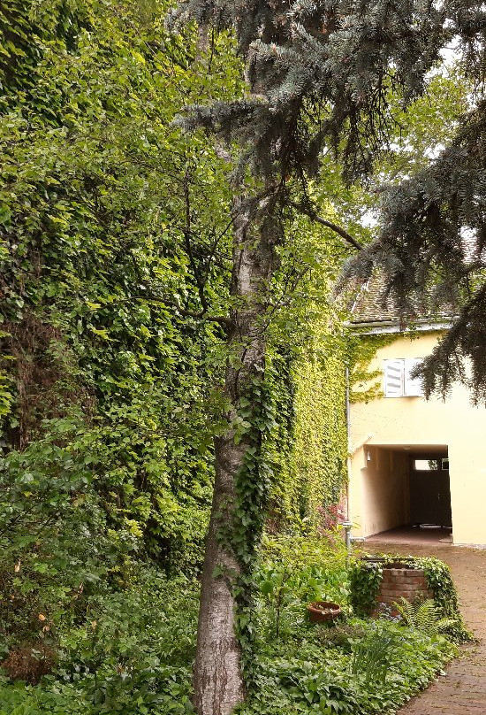 Lila Vendeghaz主图