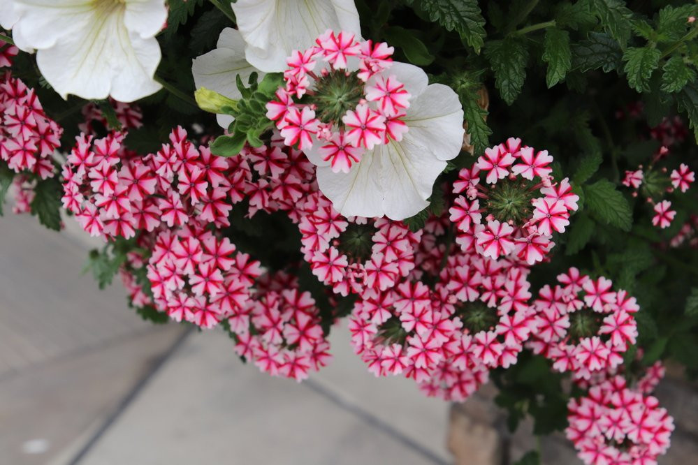 Seaside Factory Outlet Center-锡赛德必去景点