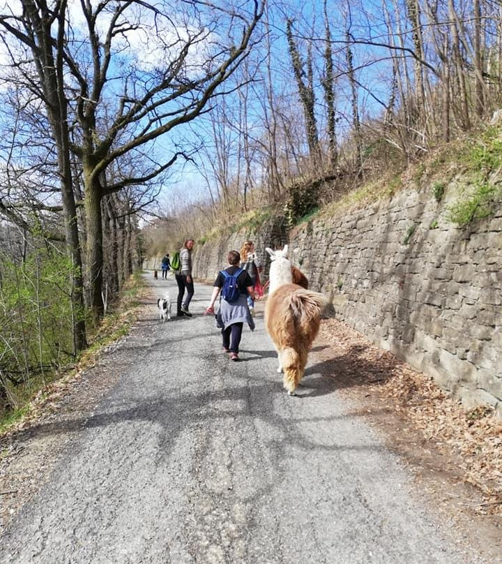 A passeggio con i Lama e gli Alpaca nelle colline selvagge del Monferrato-Cavatore必去景点
