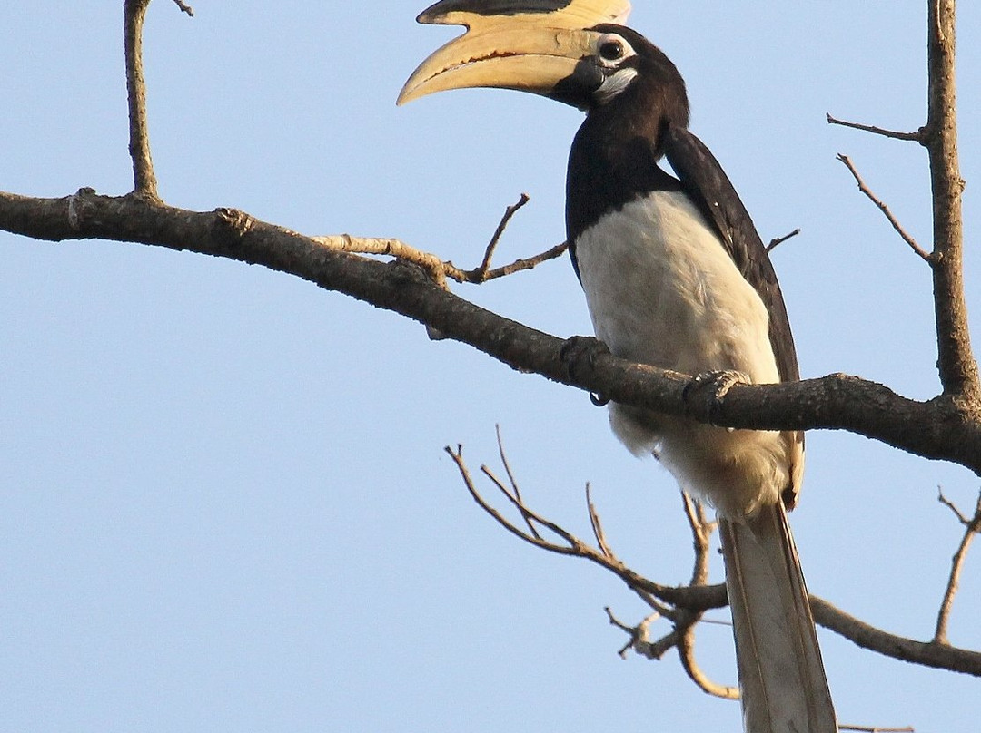 Amrutes' Nisarga Sahavas主图